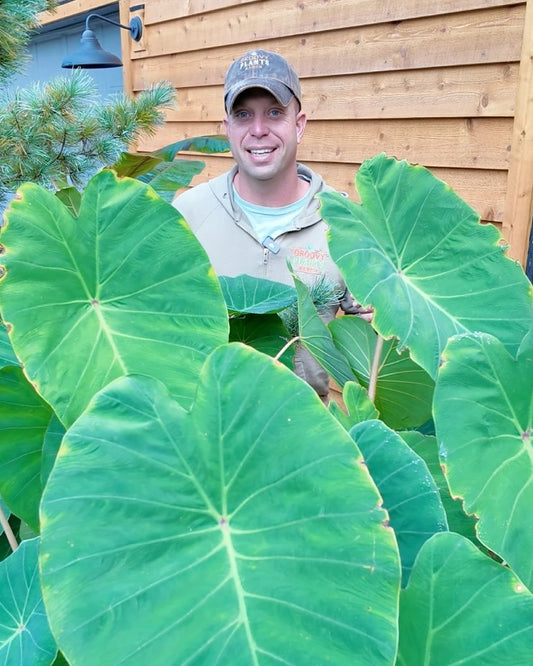 Ohio Winter Hardy Elephant Ear | PICKUP ONLY Pre Order!