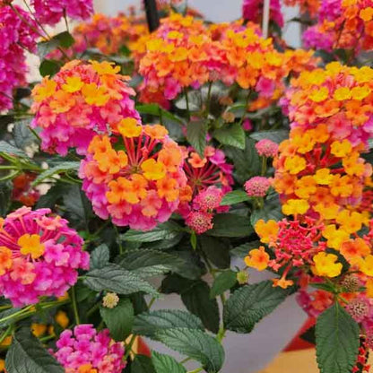 Preorder Lantana NEW for 2025 'Passionfruit' BiggerVigor Trio | PICKUP ONLY!