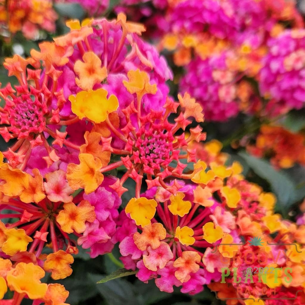 Preorder Lantana New For 2024 Passionfruit Biggervigor Trio | Pickup Only! Spring