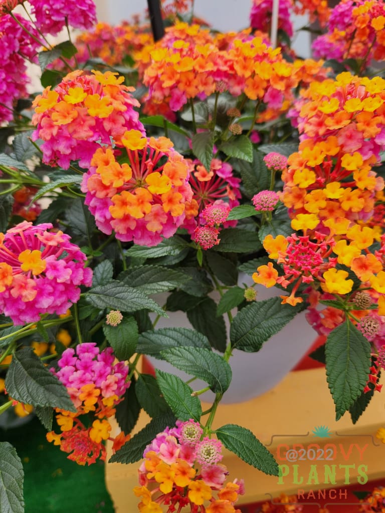 Preorder Lantana New For 2024 Passionfruit Biggervigor Trio | Pickup Only! Spring